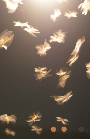 oiseaux